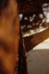 bark tree 