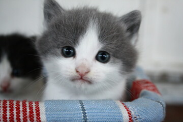 White and grey kitten