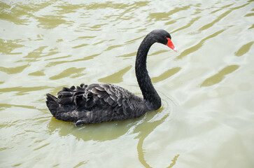 Fototapeta premium Photo of black swan in lake