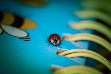 ladybug in my house