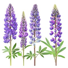 Vibrant lupine flowers in shades of purple blooming in nature