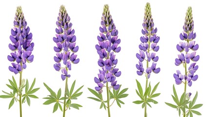 Fototapeta premium Lush field of purple lupine flowers under sunny sky backdrop