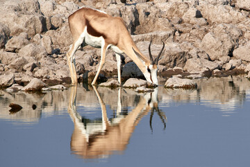 Springbok antelope drinking water at rocky waterhole with reflection