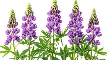 Naklejka premium A stunning display of purple lupines with delicate petals