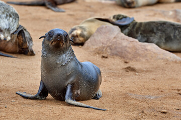 Curious young seal pup on sandy beach looking towards camera