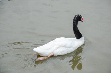 Photo of white swans in lake