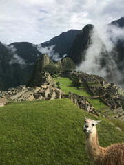 Fototapeta premium Lama And Machu Picchu, Peru