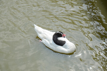 Naklejka premium Photo of white swans in lake
