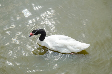 Photo of white swans in lake