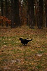 black crow with a nut in its beak against a background of yellow leaves in autumn