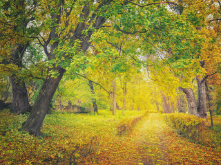 view to beautiful alley in autumn park with collared trees and pathway