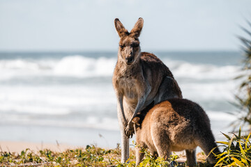 kangaroo at the beach