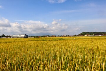 Vast golden yellow rice fields, on a rural farm, against a bright blue sky background.