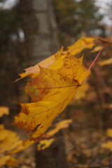 yellow maple leaf in autumn in the forest