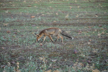 fox