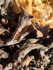 Black trumpet mushrooms background