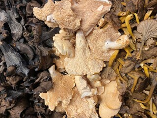 Hedgehog mushroom mushrooms fungus fungi with chanterelle and black trumpet mushrooms on sides