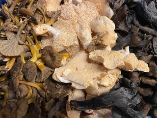 Hedgehog mushroom mushrooms fungus fungi with chanterelle and black trumpet mushrooms on sides