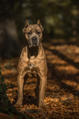 cane corso