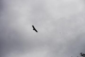 vogel