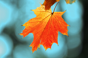 Yellow autumn leaves and black trunks against a blue sky.