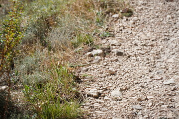 Spanish Nature