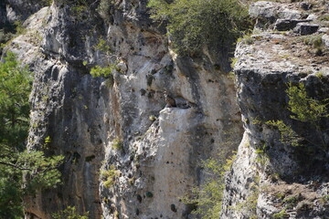 Spanish Nature