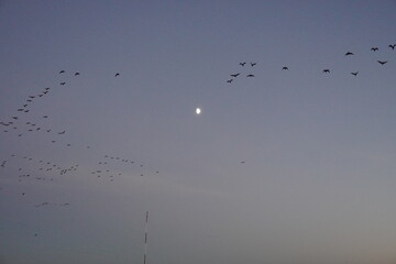 birds in the sky