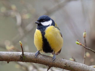 tit sitting on a tree branch against a blurred background