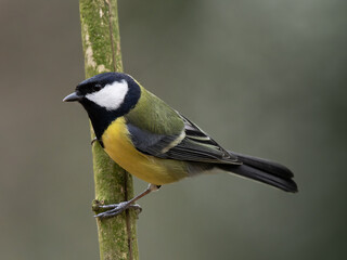 Obraz premium tit sitting on a tree branch against a blurred background