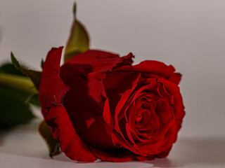 Rosenrot, rosenrote Tee Rose oder Teerose. Lateinisch: Rosa × odorata (Andrews) Sweet. Aus der...