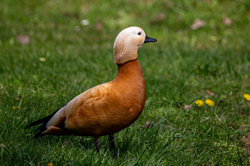 Rostgans steht im Gras in Effringen an der Hülbe, Gemeinde Wildberg im Nordschwarzwald