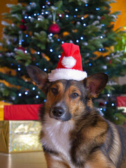 PORTRAIT, DOF: Joyless brown shepherd dog with a Santa hat sitting in front of a Christmas tree and colorful gifts. Poor mixed breed doggo is bored and unhappy while posing for a December holiday card