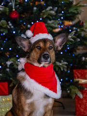 PORTRAIT: Shepherd dog with a wise, thoughtful expression sits near a decorated Christmas tree, wearing a red Santa hat and scarf. Its attentive gaze and calm posture bring a touch of holiday elegance