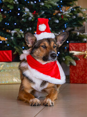 PORTRAIT: Christmas setting with an unhappy shepherd dog posing for holiday card. Doggo with red Santa hat is narrowing his eyes and makes grumpy face as sign of discomfort while taking festive photos
