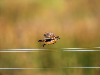 Stonechat Bird Flying Just Taken Off