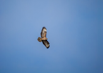 Buzzard in Flight in Blue Sky