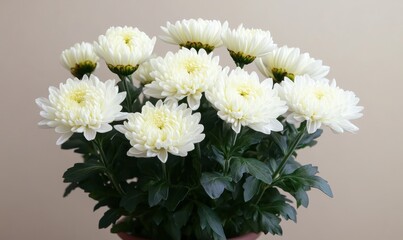Beautiful fresh chrysanthemum flowers