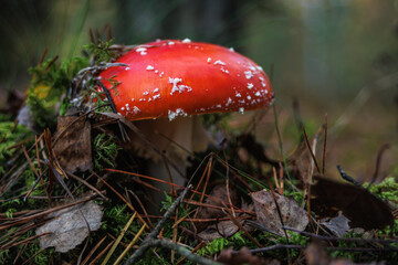 Amanita muscari. Toxic and hallucinogen beautiful red-headed mushroom Fly Agaric in grass on autumn forest background. source of the psycho-active drug Muscarine