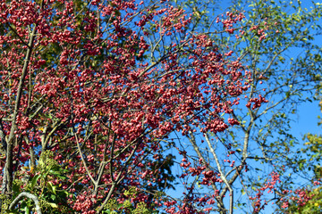 Red fruits on the branches of the spindle (Euonymus europaeus) with blue sky