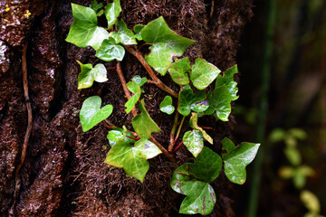 Detail of an ivy (Hedera helix) climbing the trunk of a tree