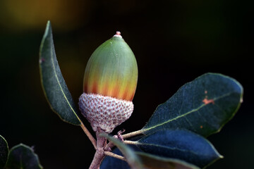 Detail of an acorn from the oak Quercus ilex