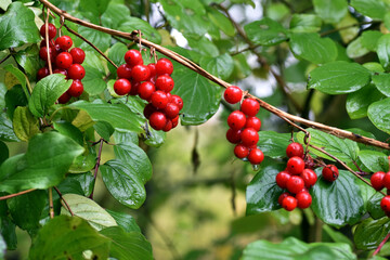 Obraz premium Toxic red fruits of the Dioscorea communis or Tamus communis plant.