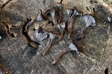 Composition of the edible mushroom death trumpet (Craterellus cornucopioides)