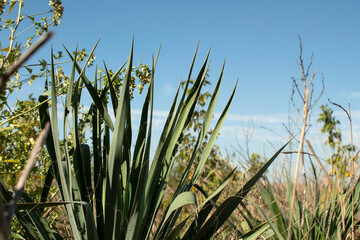 Obraz premium Bush of a wild yucca plant 