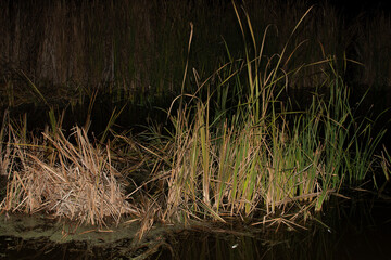 Cattails and reeds on river at night