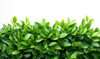Dense green shrub with vibrant leaves, isolated on a white background.