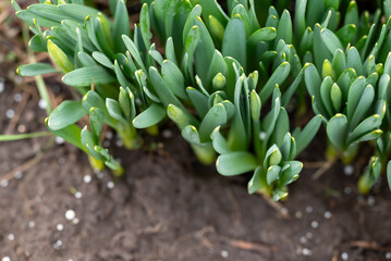 Close up of plants with blurred granules of fertilizer on the background. Enrichment of soil in the...