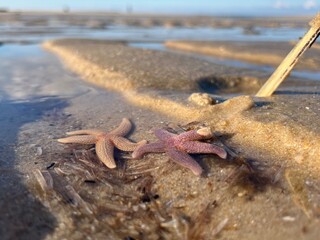 Seestern Nordsee