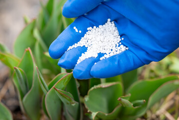 Enrichment of soil with granular NPK fertilizer for better growing of plants. Close up of hand in...